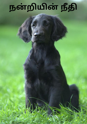 நன்றியின் நீதி