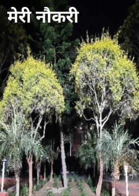 मेरी नौकरी