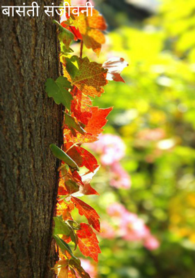 बासंती संजीवनी