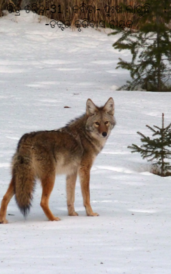 ଦୁଃଖ ଲାଗୁଛି