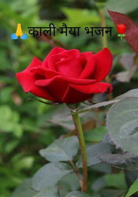 काली मैया भजन