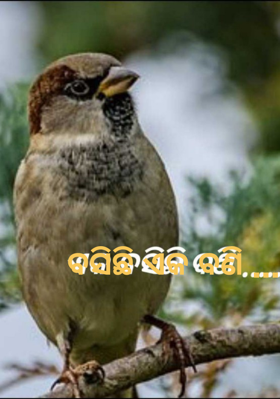 ବସିଛି ଏକ ବଣି