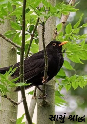 શ્રાધ્ધ