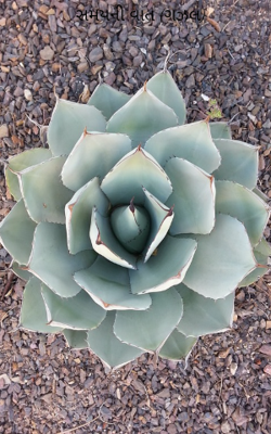 સમયની વાત (ગઝલ)