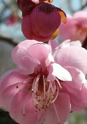 गुलाबी प्रणय