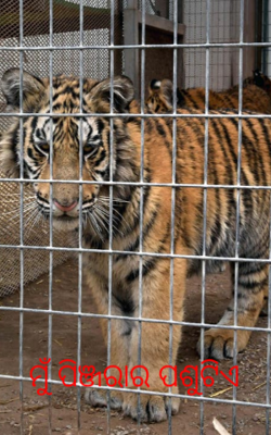 ମୁଁ ପିଞ୍ଜରାର ପଶୁଟିଏ