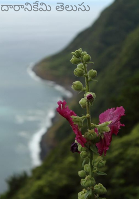 దారానికేమి తెలుసు
