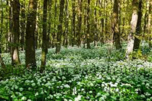 
*ઔષધિ*  ૧૦-૪-૨૦૨૧

ઔષધીય કામ આવે આ પ્રકૃતિ,
માટેજ ભાવના વૃક્ષ બચાવવા એ આપણી ફરજ છે,
તોજ વૃક્ષો થકી ખીલશે આ પ્રકૃતિ.
પ્રકૃતિ ખીલશે એટલે રોગચાળો અને કુદરતી હોનારત ઓછી થશે..
ભાવના ભટ્ટ અમદાવાદ...
➖〰️➖〰️➖〰️➖〰️➖