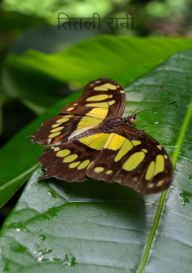 तितली रानी