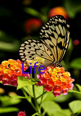Life