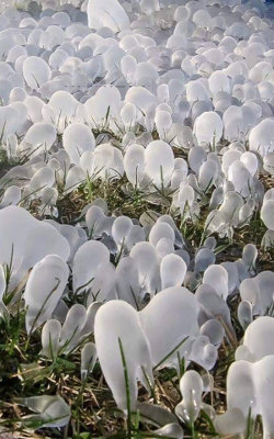 માનવાકૃતિ