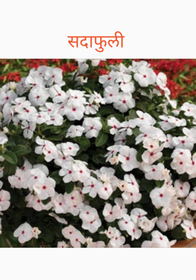 सदाफुली