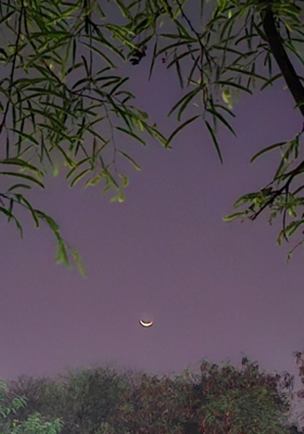 Olive always cuts her tongue on pineapples