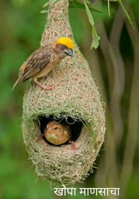 खोपा माणसाचा