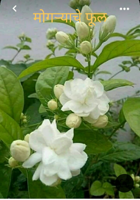 मोगऱ्याचे फूल