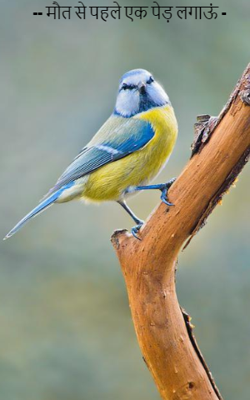 -- मौत से पहले एक पेड़ लगाऊं -