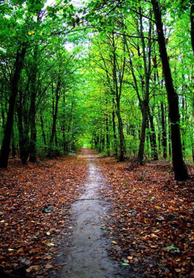 સાદ પાડું.