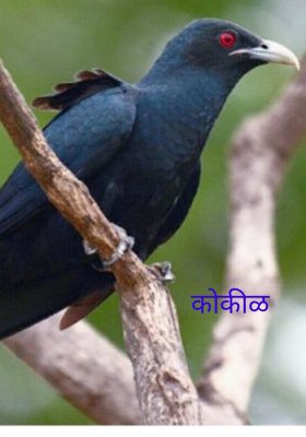 कोकीळ