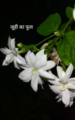 जूही का फूल