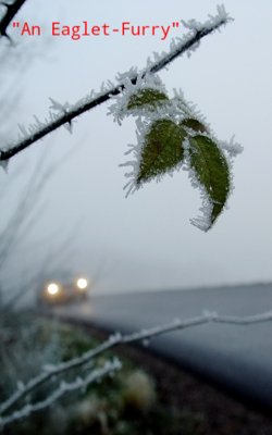 An Eaglet-Furry