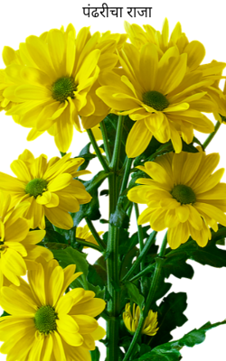 पंढरीचा राजा