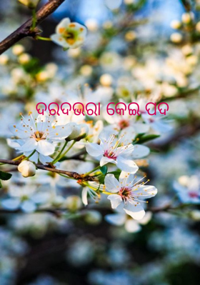 ଦରଦଭରା କେଇ ପଦ