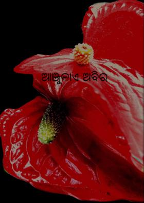 ଆଞ୍ଜୁଳାଏ ଅବିର