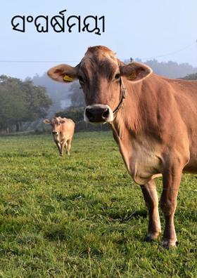 ସଂଘର୍ଷମୟୀ