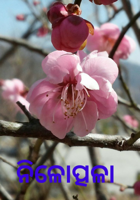 ନୀଳତ୍ପୋଳା