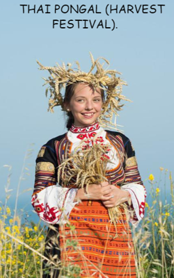 THAI PONGAL (HARVEST FESTIVAL).