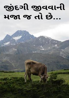 જીંદગી જીવવાની મજા જ તો છે