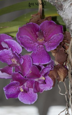 ફુલ પાંખડી