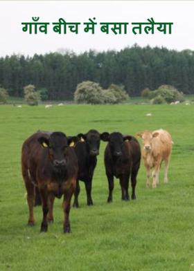 गाँव बीच में बसा तलैया