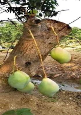 आम्रवृक्ष