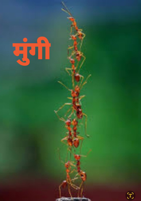 मुंगी