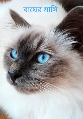 বাঘের মাসি