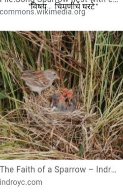 चिमणीचे घरटे