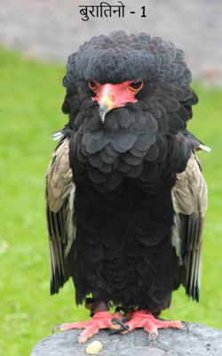 बुरातिनो - 1 