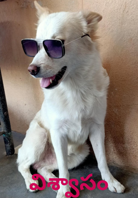 విశ్వాసం