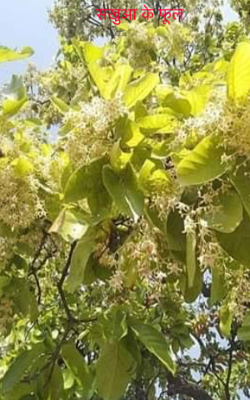 सखुआ के फूल