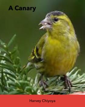 A Canary
