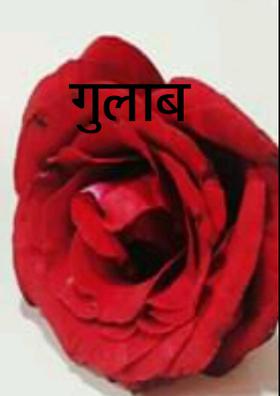 गुलाब