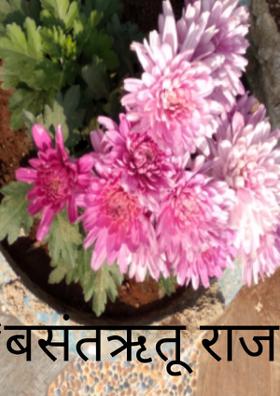 *बसंतऋतू राज*
