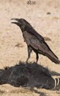 कौआ