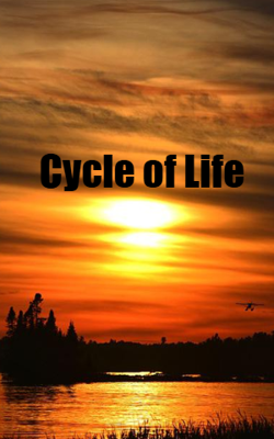 Cycle of Life