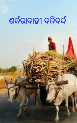 ଶର୍କରାବାହୀ ବଳିବର୍ଦ୍ଦ