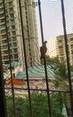 मृद्गंध