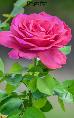 शिक्षक दिन