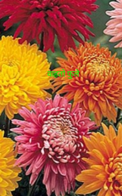 वाहतो फुले