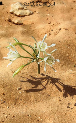 మట్టి కవిత్వం!